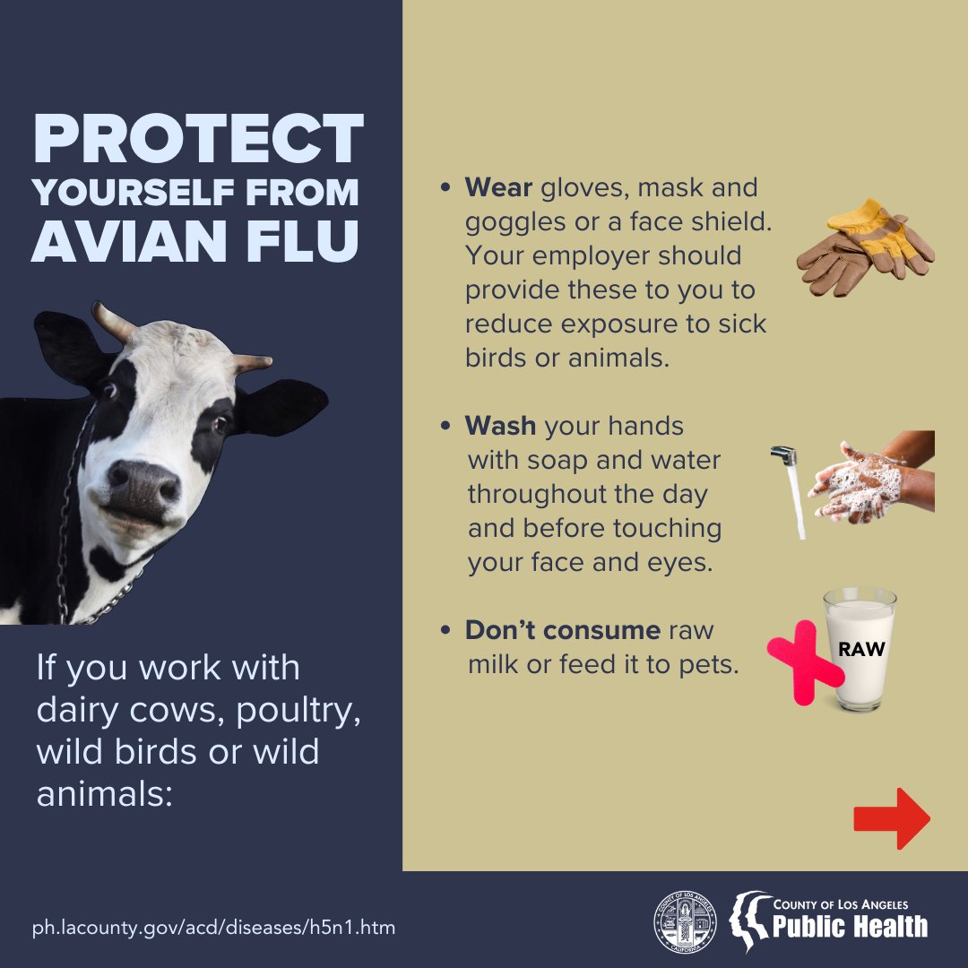 lapublichealth's tweet photo. Bird flu has been spreading among birds and farm animals. If you work with dairy cows, poultry, wild birds or wild animals, protect yourself by wearing protective gear, washing your hands often, and avoiding close contact with sick animals. 
https://t.co/p0ptjgO5r9 https://t.co/v8IhSWvCSK