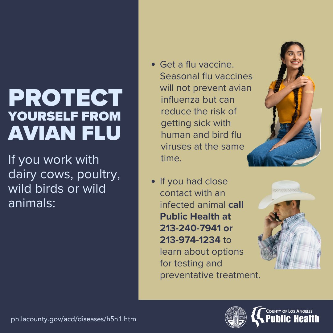 lapublichealth's tweet photo. Bird flu has been spreading among birds and farm animals. If you work with dairy cows, poultry, wild birds or wild animals, protect yourself by wearing protective gear, washing your hands often, and avoiding close contact with sick animals. 
https://t.co/p0ptjgO5r9 https://t.co/v8IhSWvCSK