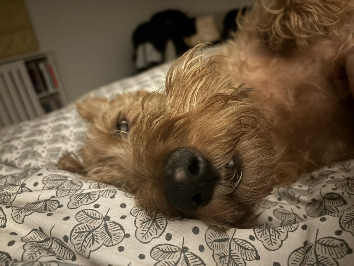 Hello pals. What have I missed? *Jasper sneaks in quietly and lies on the big bed*  #lowkeyreturn #furpalsforever #DogsofTwittter 🐾