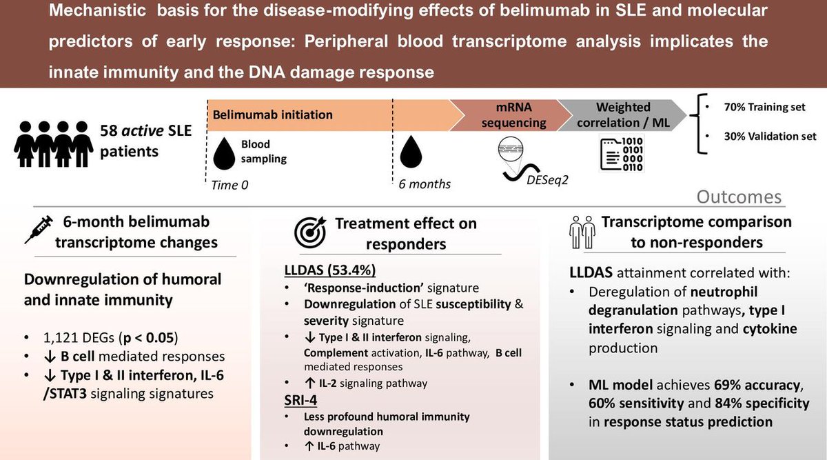 Molecular basis for the disease-modifying effects of #belimumab in #lupus:
✅ neutrophil degranulation, type I interferon signalling and cytokine production👉  good response
❌cell cycle checkpoints, PI3K/Akt and TGF-beta signalling pathways👉bad response
ard.bmj.com/content/early/…