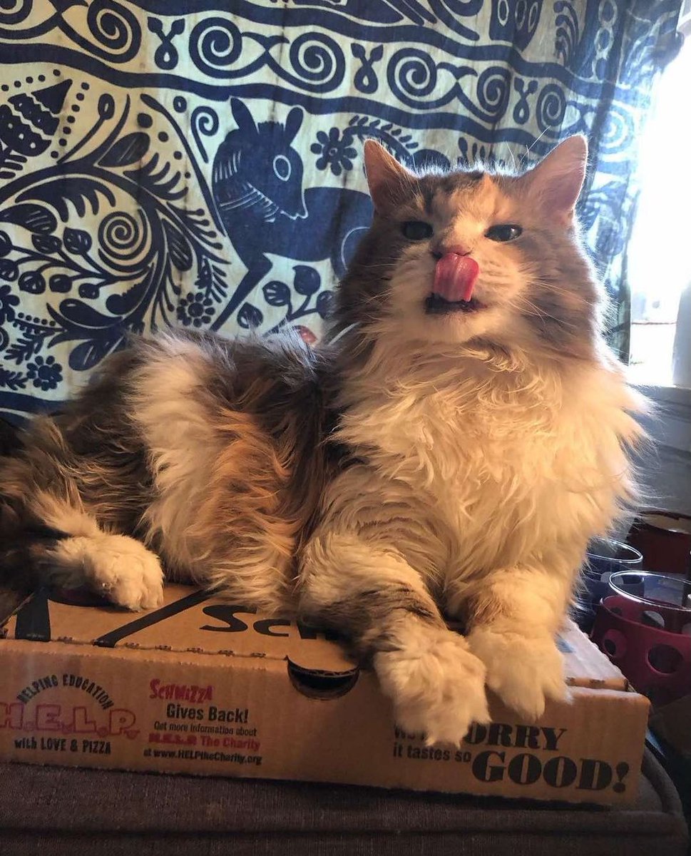 This one is for the algorithm 🐈