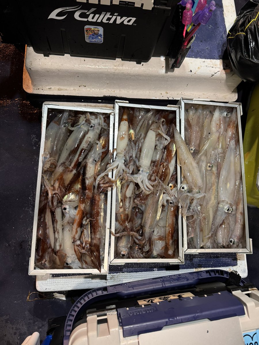 ZeusDisc's tweet image. イカ釣りに行って来ました。
87杯敗因は船酔いした事船酔いしなければ100超えだった
けどサイズ⭕️数⭕️最高の楽しさでした。
一緒に行った方は人生初の100超えイカメタル最高
海征丸最高
#海征丸
#seafloorcontrol 
#saq