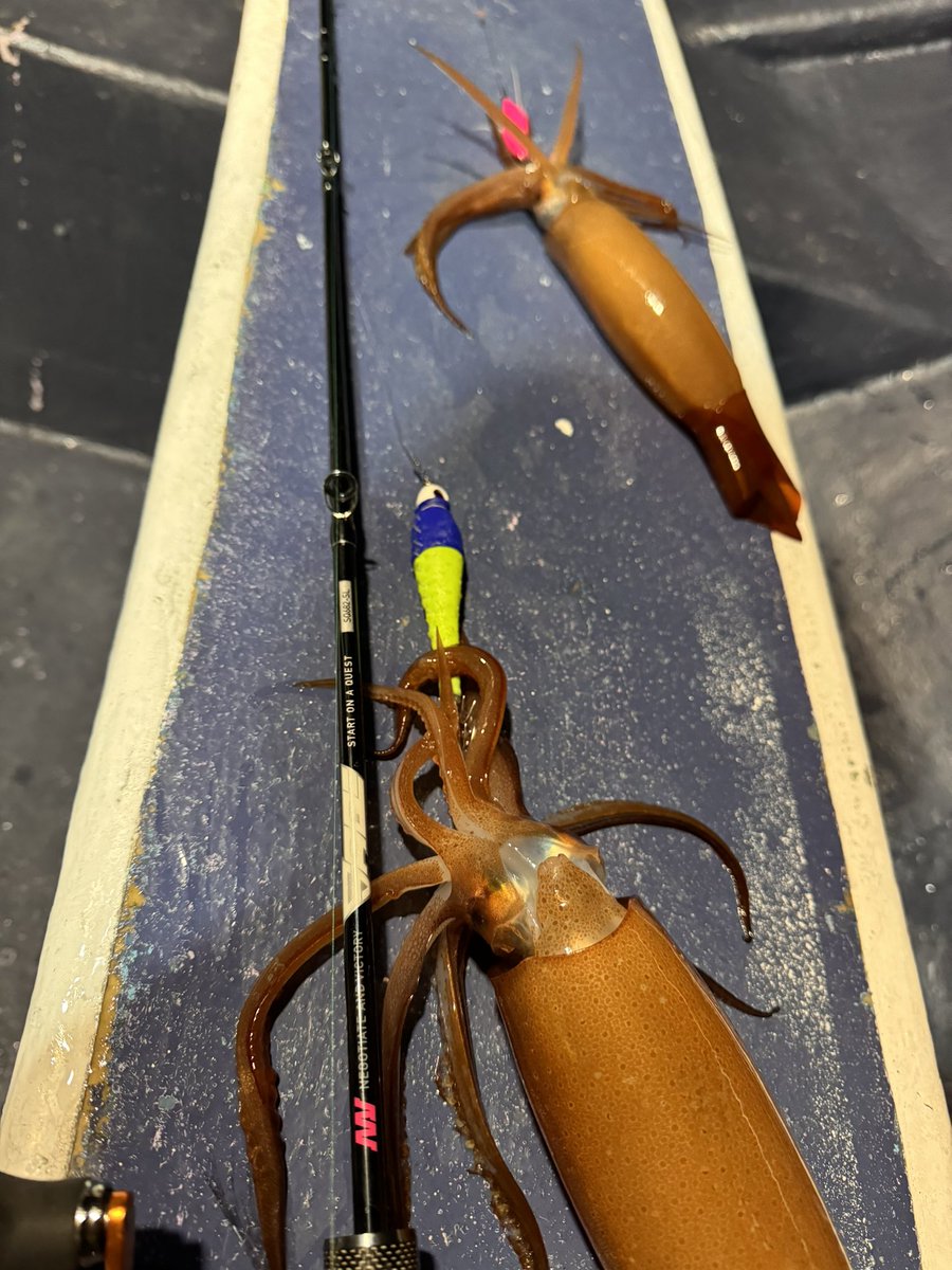 ZeusDisc's tweet image. イカ釣りに行って来ました。
87杯敗因は船酔いした事船酔いしなければ100超えだった
けどサイズ⭕️数⭕️最高の楽しさでした。
一緒に行った方は人生初の100超えイカメタル最高
海征丸最高
#海征丸
#seafloorcontrol 
#saq