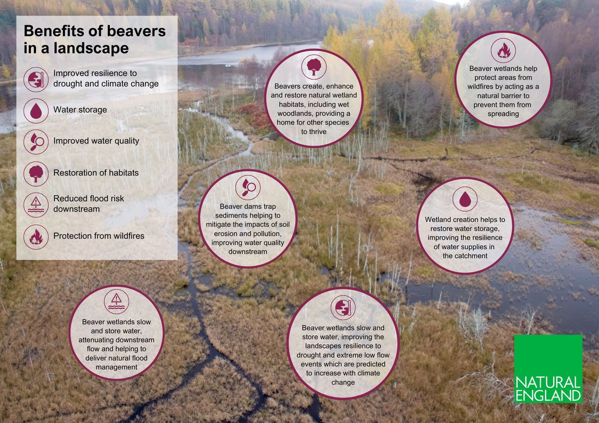 As #COP29 draws to a close in Baku, perhaps it is a good moment to be reminded that despite the complex global politics, there are practical things we can do on the ground here in England. &amp; in acting to build resilience to climate change impacts, we can restore Nature too.