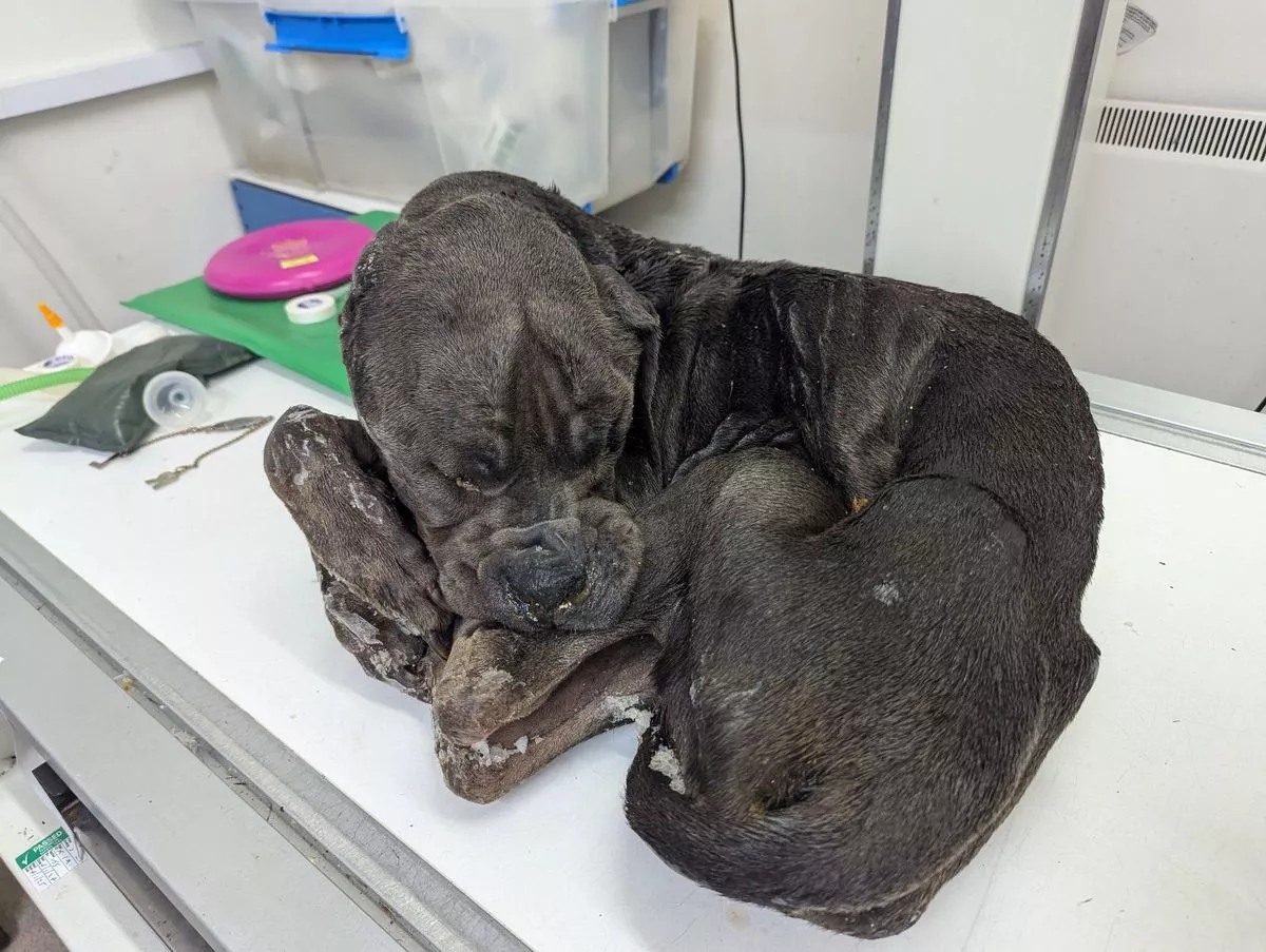 Urgent, please retweet- DISTRESSING!! RSPCA APPEAL FOR INFORMATION, LACTATING MUM MASTIFF FOUND DEAD, CONCERN FOR PUPPIES LEFT WITHOUT HER 
Urgent RSPCA Appeal ‼️ | #Nantwich, #Cheshire: concern for new-born puppies after emaciated lactating mastiff is found dead on school