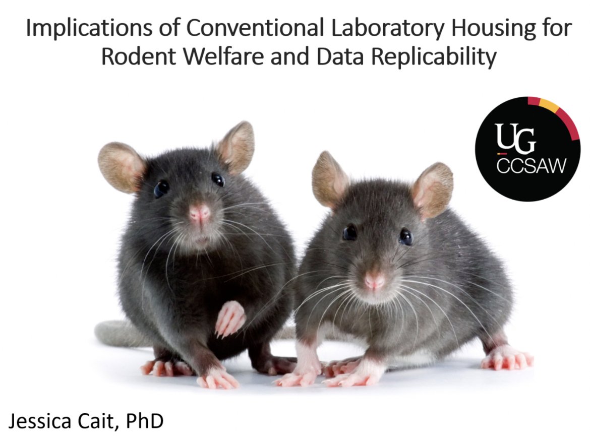 AWGN14's tweet image. Presenting next on @AWGN14 is Jessica Cait of the @CCSAW_UofG on &apos;Implications of Conventional Laboratory Housing for Rodent Welfare and Data Replicability’.
Date: November 27, 2024
Time: 1-2pm Nigerian time
Register via: docs.google.com/forms/d/14GcZW…

@UFAW_1926  @appliedethology
