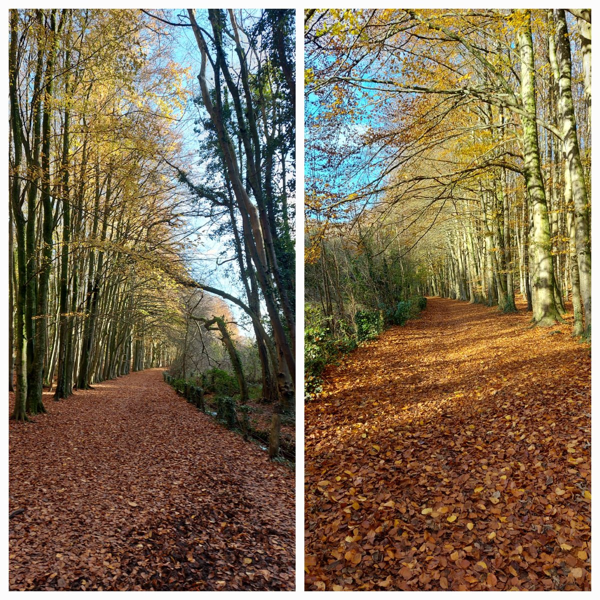 Kittylitterpic1's tweet photo. I finally visited #salmonleaps for a 5m/8km walk. Such a hidden gem in Dinas Powys. I wasn't picking but did pick up some #litter and a few dog poo bags towards the end of the walk. Finishing off with a well earned meal and drink at the Swan Inn for myself and Annie π₯π». https://t.co/YDQThvpcQh