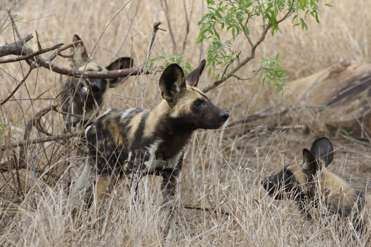 Just migrated back from Kruger, South Africa. However, on the move again - this time to Bluesky. Can be found <a href="/craigcthomas1/">Craig Thomas</a>.bsky.social
In the meantime, here's a trip highlight ...
