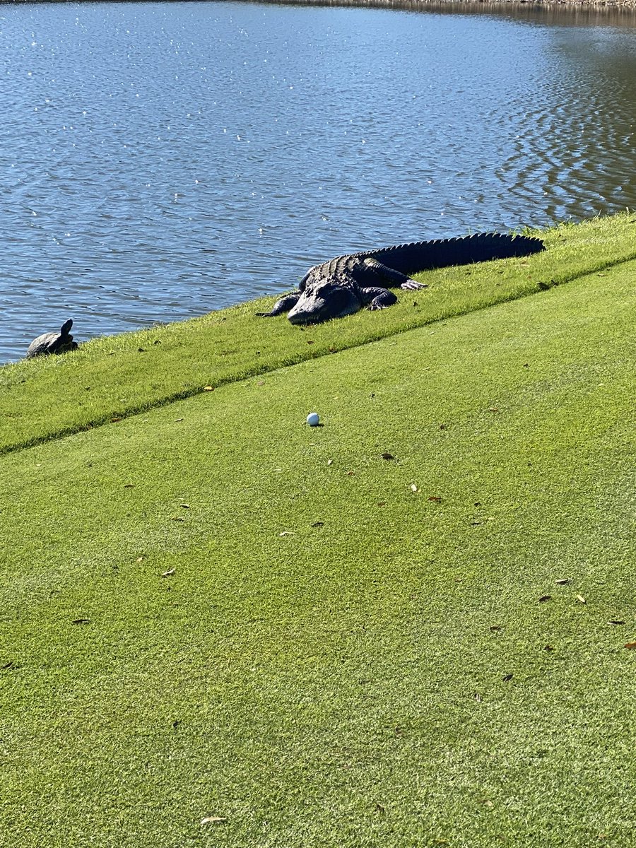 _54Golf's tweet photo. um, now what? #livelook https://t.co/0XfbYqz1Kp