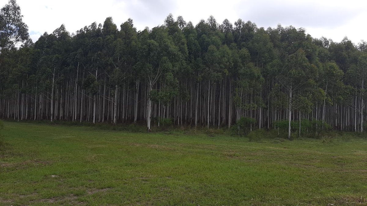 🤝 Unidos por la protección de nuestros bosques

La Dirección Nacional de Desarrollo Foresto Industrial y la Red de Manejo del Fuego Rural refuerzan su colaboración para prevenir y gestionar incendios en más de 1 millón de hectáreas en Mesopotamia y el Delta bonaerense.