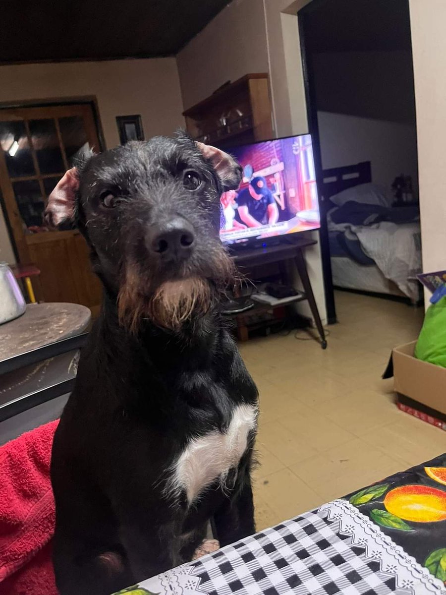 Bigotes se perdió de la Población El Manzanal en #Rancagua el 16 de octubre y nadie lo ha visto para ir a buscar y poder encontrarlo.
989666296 o 963698206 #SeBusca
RT <a href="/betohi/">🐶🐹🐼❤TODOS !!!</a> <a href="/elrancaguino/">Diario El Rancagüino</a> <a href="/KarendTV/">Karen Doggenweiler L</a> <a href="/patrmarsh/">𑁍ᑭᗩT ♀️🟣</a> <a href="/RadioRancagua/">Radio Rancagua</a> <a href="/Se_Me_Perdio/">Mascotas perdidas 🐶😿🍀</a> <a href="/eltuitdemarsh/">Marcela Andrea</a> <a href="/cosmica_gatita/">maquitamarmota</a>
