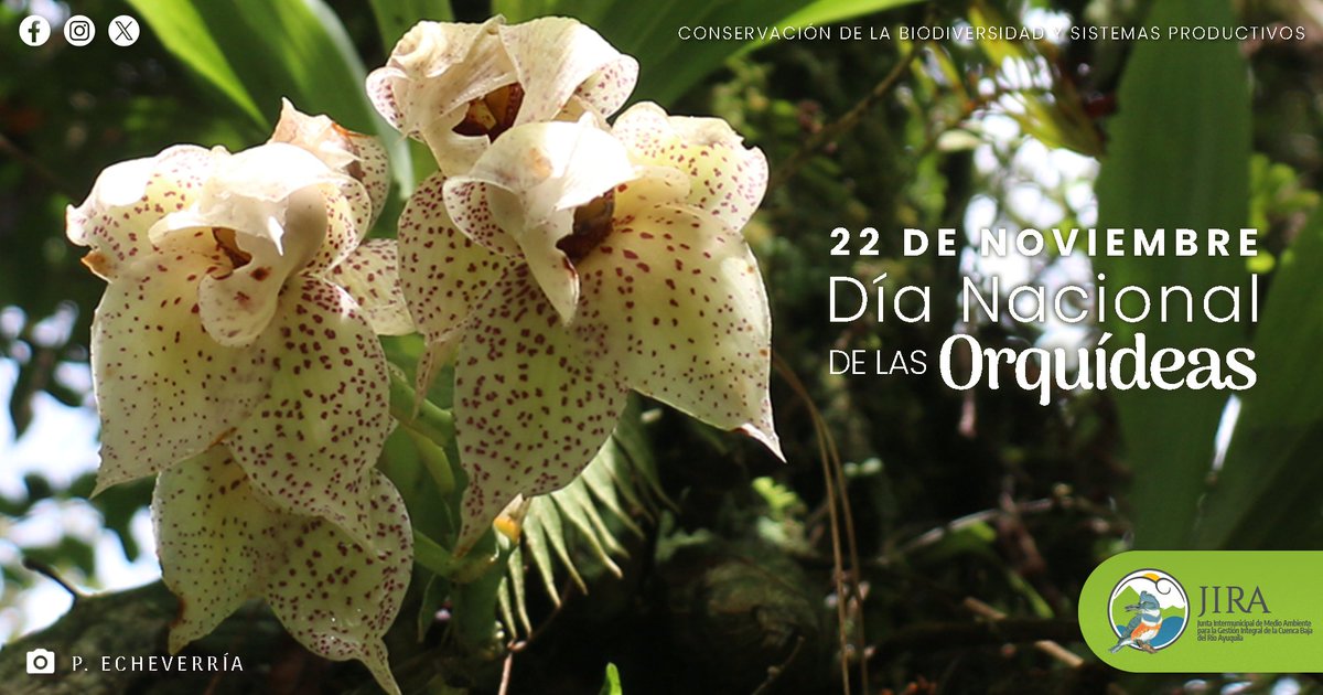 Las #orquídeas son plantas con una increíble historia evolutiva. Han sobrevivido la extinción biológica que el planeta vivió hace 66 millones de años, por lo que no solo destacan por su belleza, si no que ¡su capacidad evolutiva también es asombrosa! #DíaNacional.