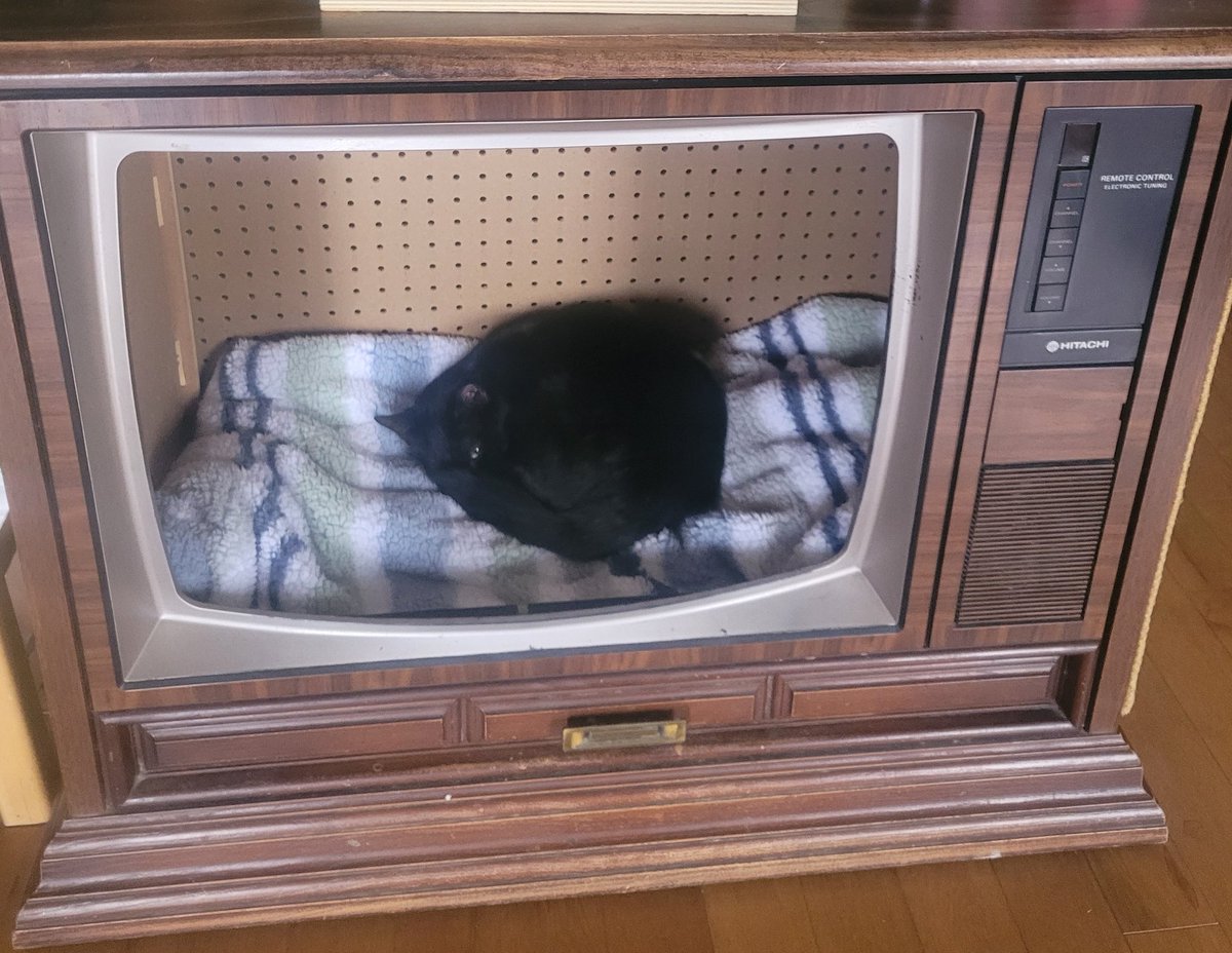 Spaghed's tweet photo. Lola tried to make a bagel, but it turned out burnt https://t.co/49Ar62akL2