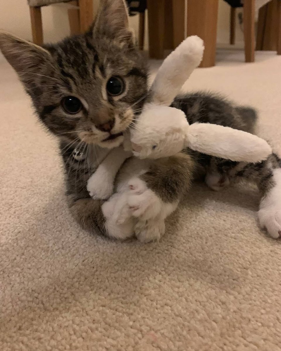 PunchingCat tweet picture