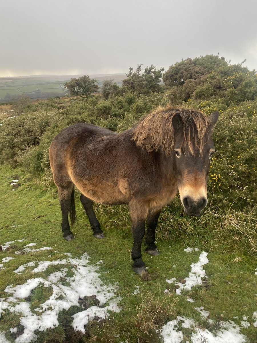 Farming in North Devon (@farmingdevon) on Twitter photo Work took me up onto the <a href="/ExmoorNP/">Exmoor National Park</a> today .. mixed weather but one of my favourite places . Good to see the ponies and cattle up on winsford hill. #exmoor Work took me up onto the <a href="/ExmoorNP/">Exmoor National Park</a> today .. mixed weather but one of my favourite places . Good to see the ponies and cattle up on winsford hill. #exmoor