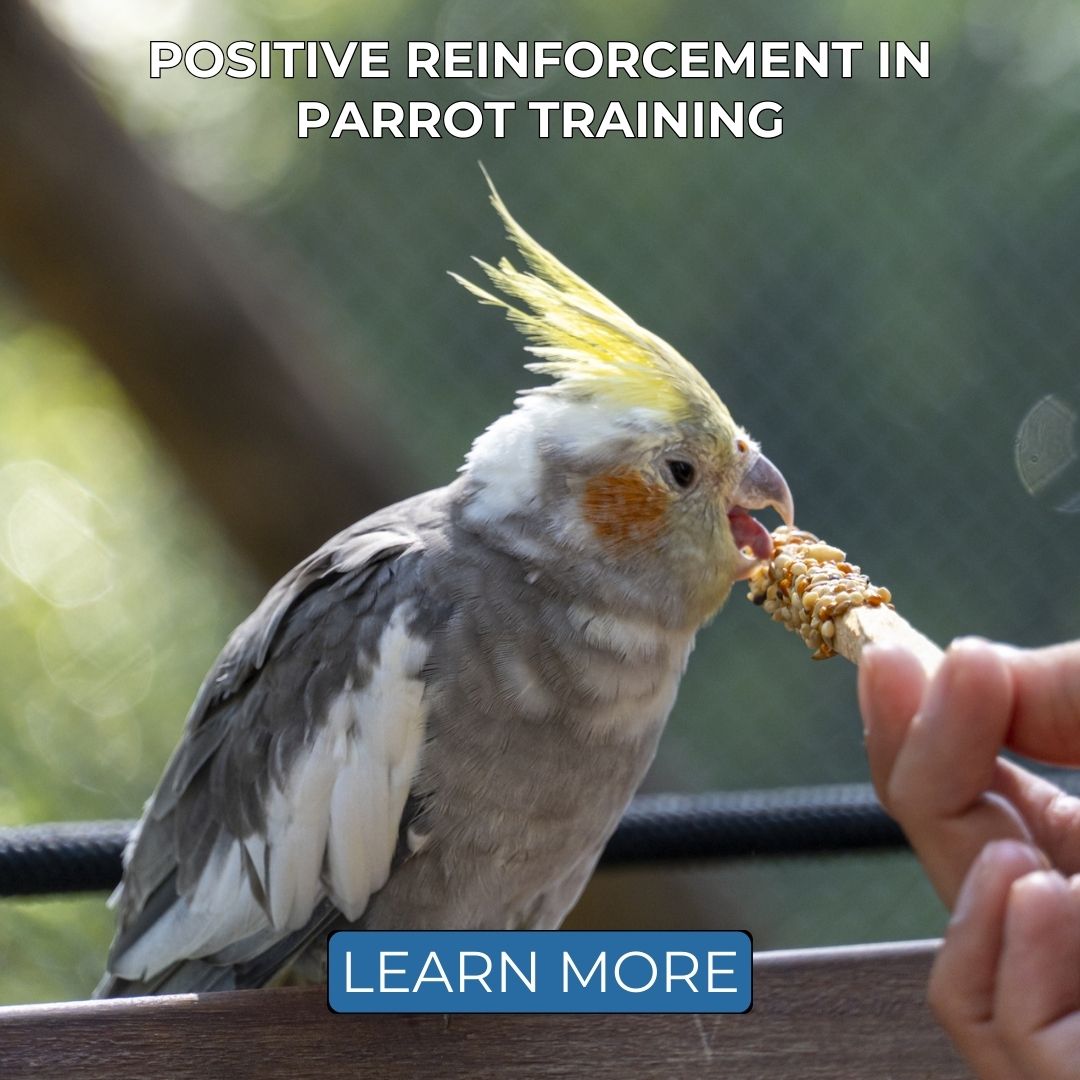 ParrotEssential's tweet image. Discover the benefits of positive reinforcement in parrot training and create a happier bond with your feathered friend.

#ParrotEssentials #ParrotTraining #PositiveReinforcement #BirdBonding #HappyPets #PetCareTips #ParrotBlog