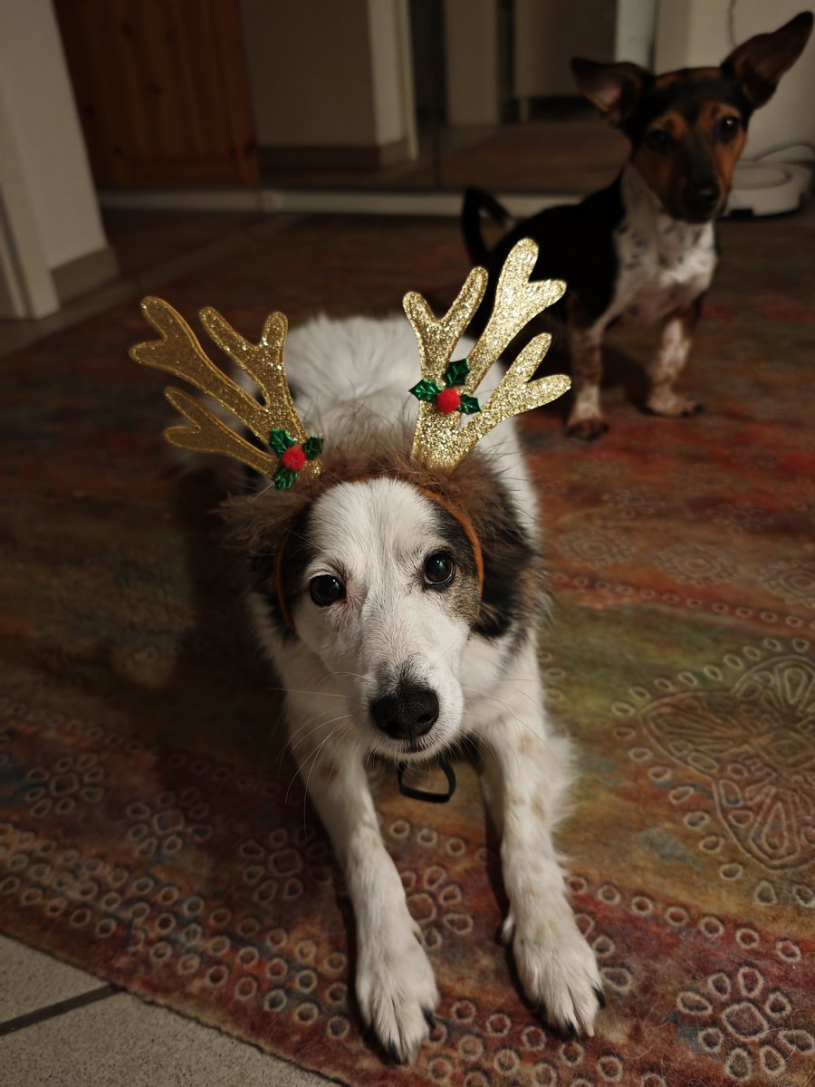 Frauchen sagt ich soll für Weihnachten üben 😐