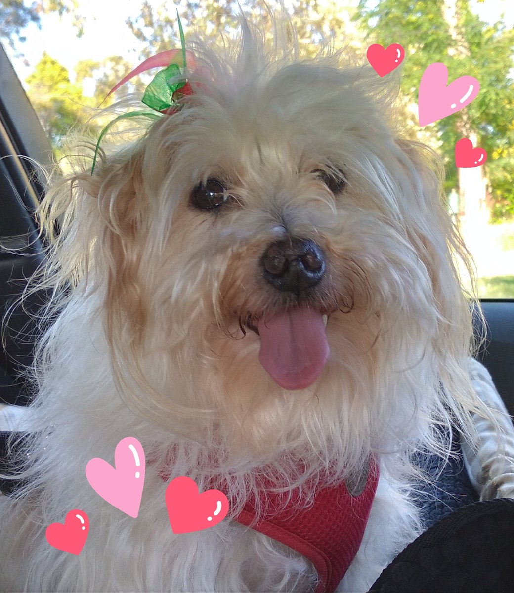 Darling Piggy 🐽🩷🐽 A year ago today you left us but not a single day goes by on which you're not thought about, talked about, had your little "Piggy" version of songs sung about you and missed terribly. You're never far from our hearts darling girl 🩷🐽🩷