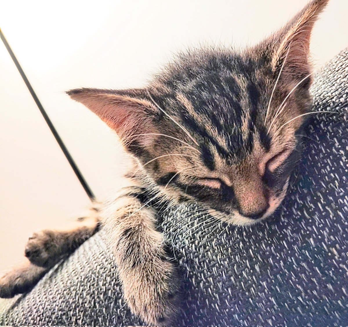 WorldJlos's tweet photo. It's Bobby #pets #cats #cat #kitten #kittens #animals #cute https://t.co/iRdmjSe4WH