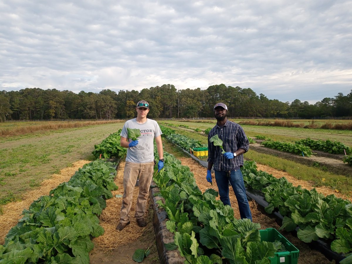 KarinAlbornoz3's tweet image. Teamwork! 🤝Such a good week for our group as we started a new study on collard greens 🥬 Really glad to be part of such an awesome team: Technicians Zenaba and Jesse, and grad student @OfficialEbenQ #postharvest #leafygreens #Brassica 🥬