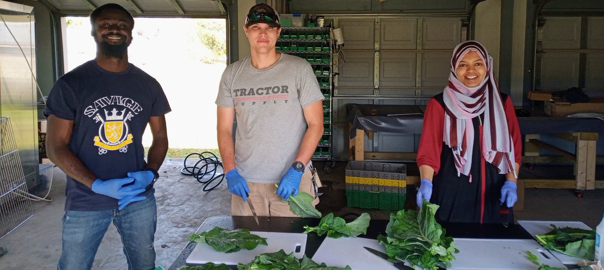 KarinAlbornoz3's tweet image. Teamwork! 🤝Such a good week for our group as we started a new study on collard greens 🥬 Really glad to be part of such an awesome team: Technicians Zenaba and Jesse, and grad student @OfficialEbenQ #postharvest #leafygreens #Brassica 🥬