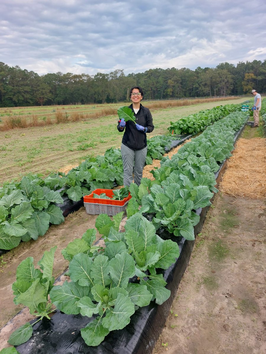 KarinAlbornoz3's tweet image. Teamwork! 🤝Such a good week for our group as we started a new study on collard greens 🥬 Really glad to be part of such an awesome team: Technicians Zenaba and Jesse, and grad student @OfficialEbenQ #postharvest #leafygreens #Brassica 🥬
