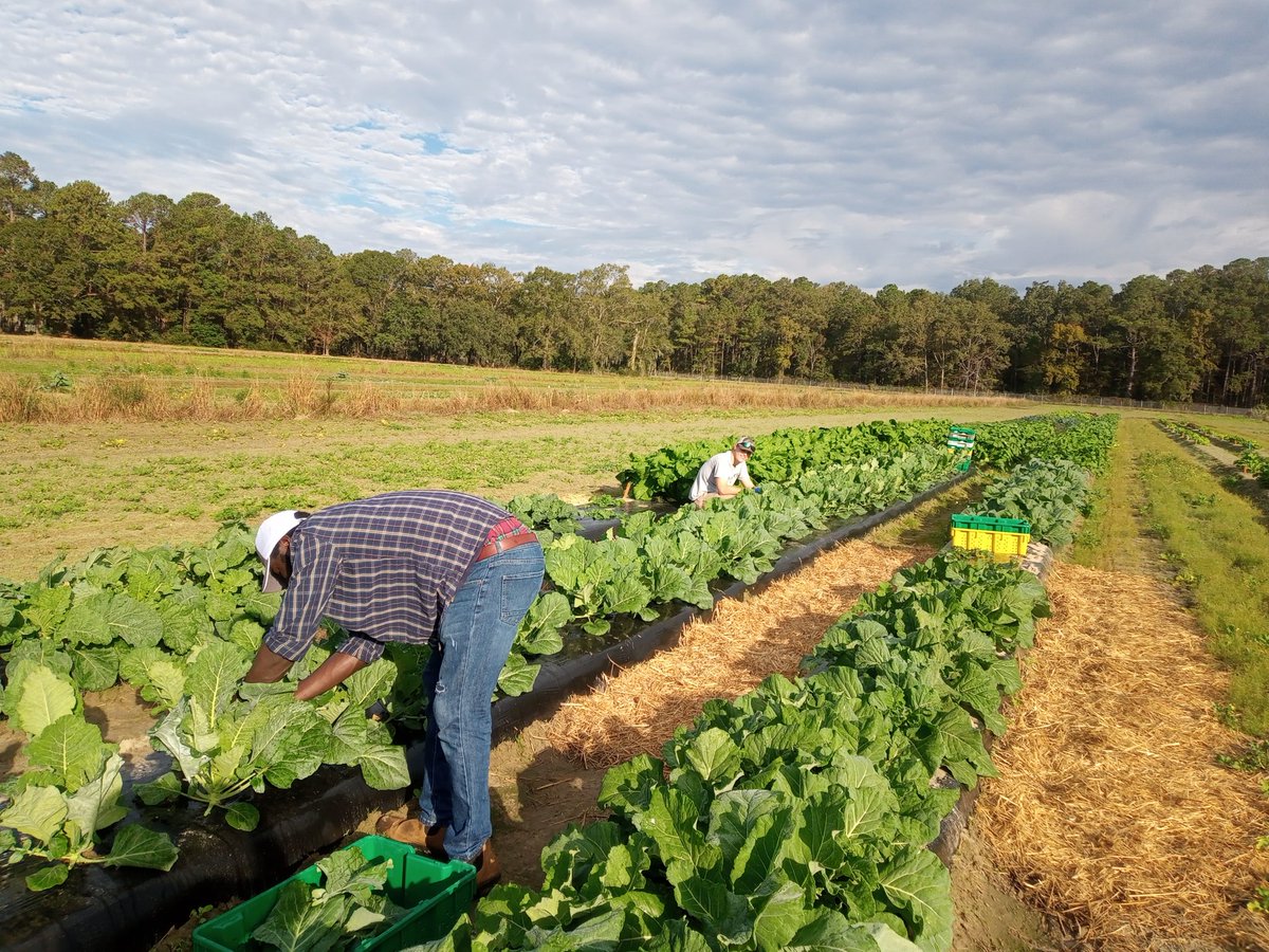 KarinAlbornoz3's tweet image. Teamwork! 🤝Such a good week for our group as we started a new study on collard greens 🥬 Really glad to be part of such an awesome team: Technicians Zenaba and Jesse, and grad student @OfficialEbenQ #postharvest #leafygreens #Brassica 🥬