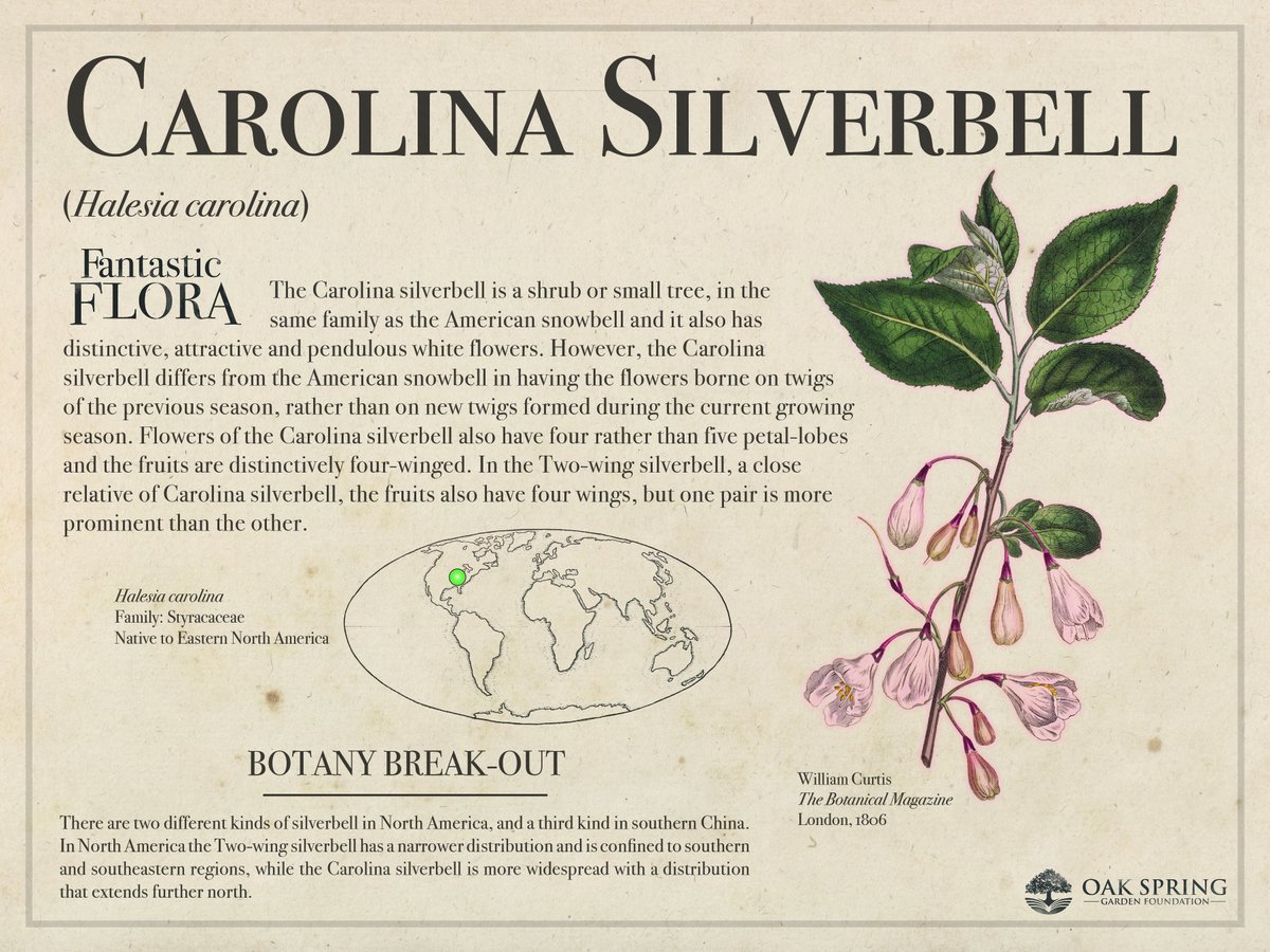 Happy #FantasticFloraFriday! The weather has turned around since we featured American snowbell a few weeks ago, and with light flurries here this morning, we are highlighting a relative of that wintry-named plant. 

For more flurry-like flowers, visit fantasticflora.online