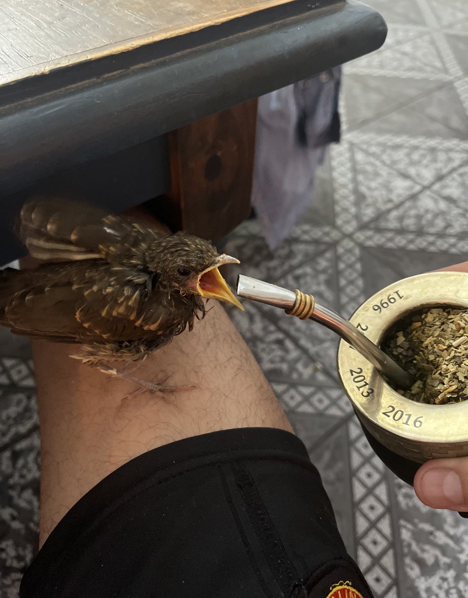 <a href="/matiasmarinitw/">Matías Marini</a> Yo le cebe un mate