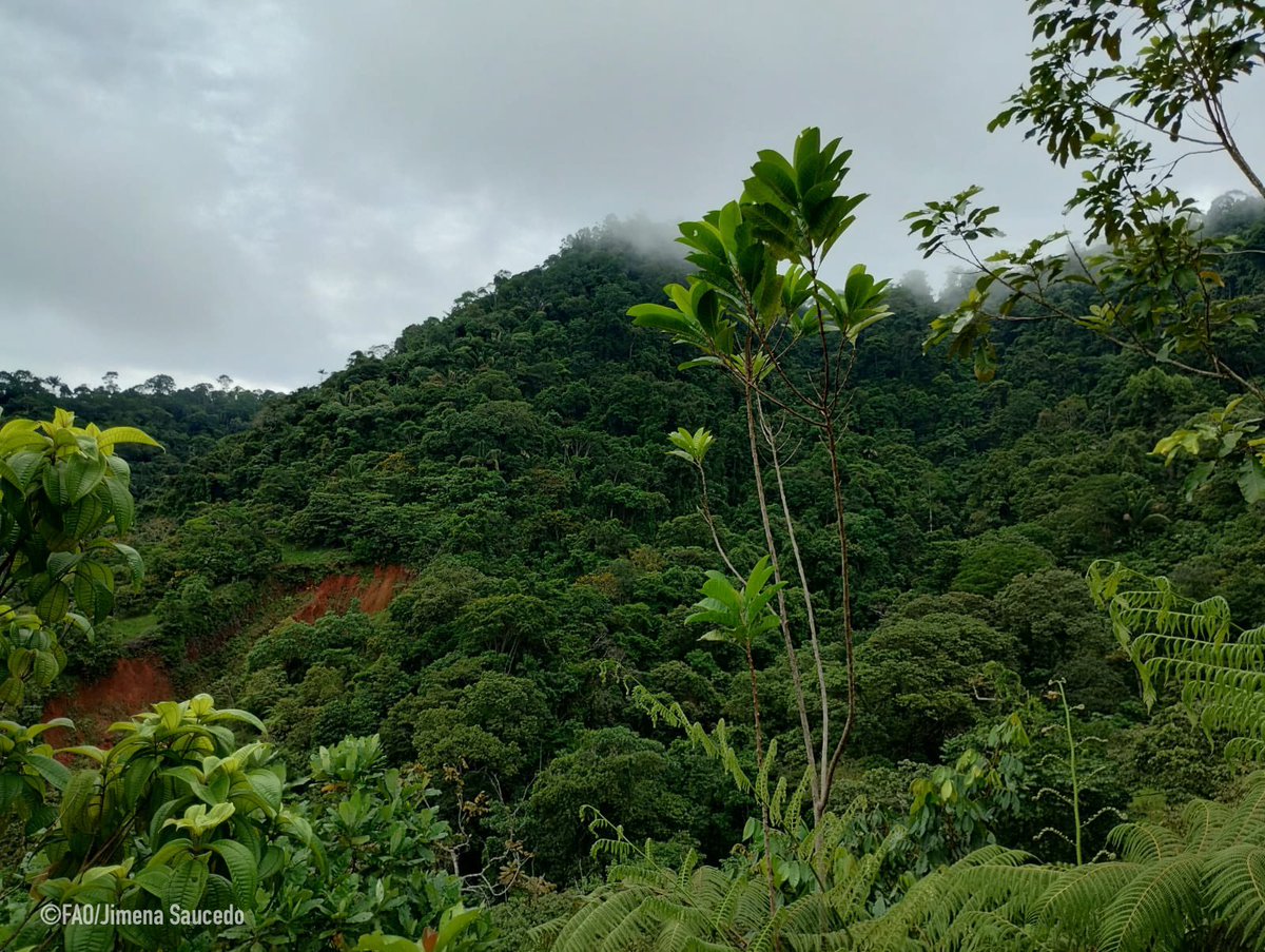 FAOMesoamerica's tweet photo. 🌳 Los #inventariosforestales son esenciales para tomar decisiones informadas frente al cambio climático.
La #RedIFNLAC 🌎, con apoyo de #CBITForest, armoniza datos y fortalece capacidades, para una gestión más sostenible de los bosques en beneficio de las comunidades. #COP29 https://t.co/4UoH0geTkk