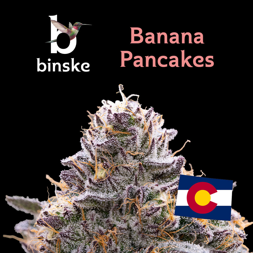 Fresh Drop in Colorado! 🔥 Banana Pancakes is a sweet way to stay stacked 😎🍌🥞 #binske #forhigherliving (21+ only, not for sale)