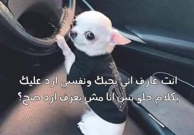 Egyptianmemees's tweet photo. لما حد يقولي كلام حلو ومعرفش ارد. https://t.co/3b2ltIrPCA