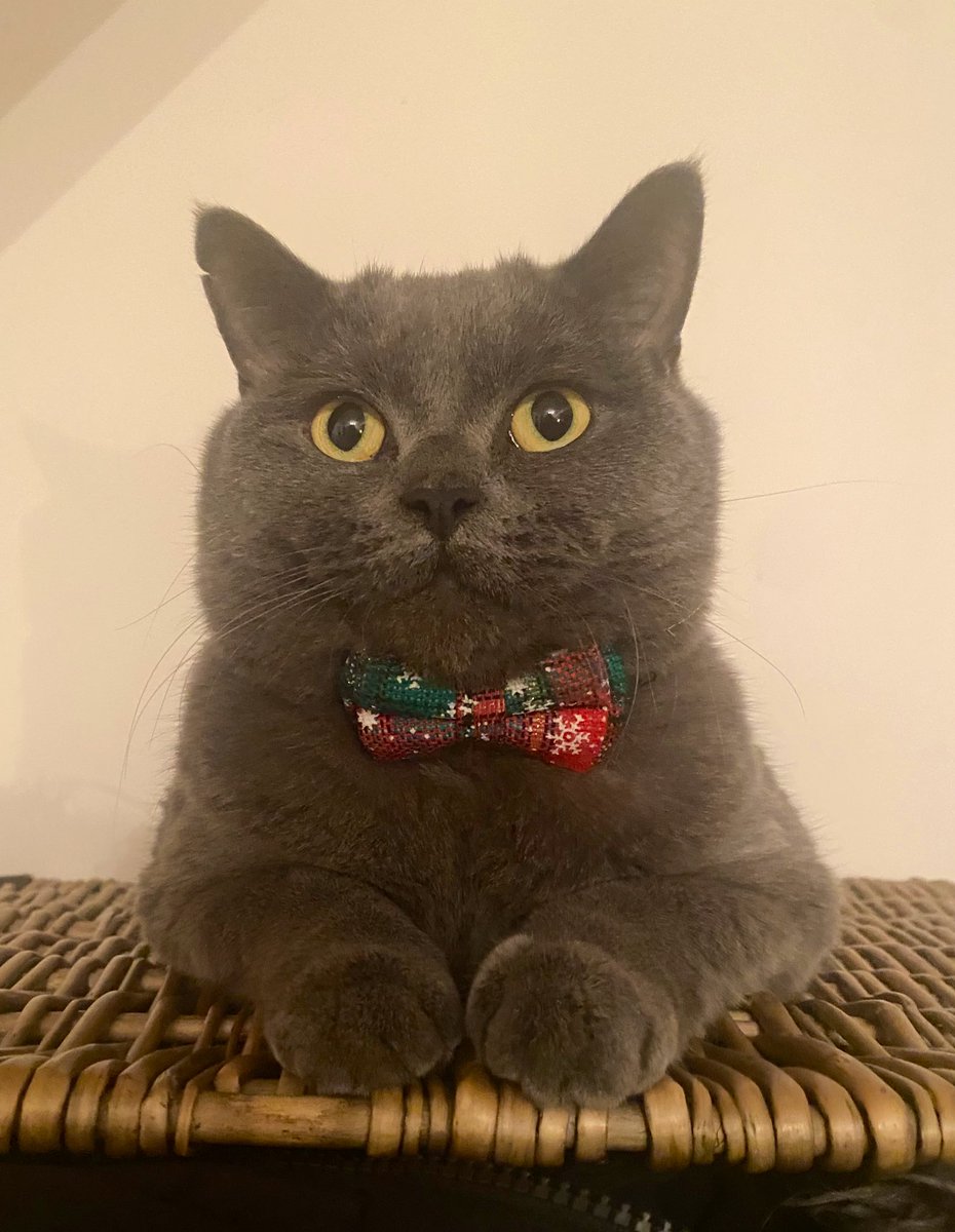 LisforLia's tweet photo. Why does he look so proud of his Christmas bow tie 😭 https://t.co/b1KbUMRbQL