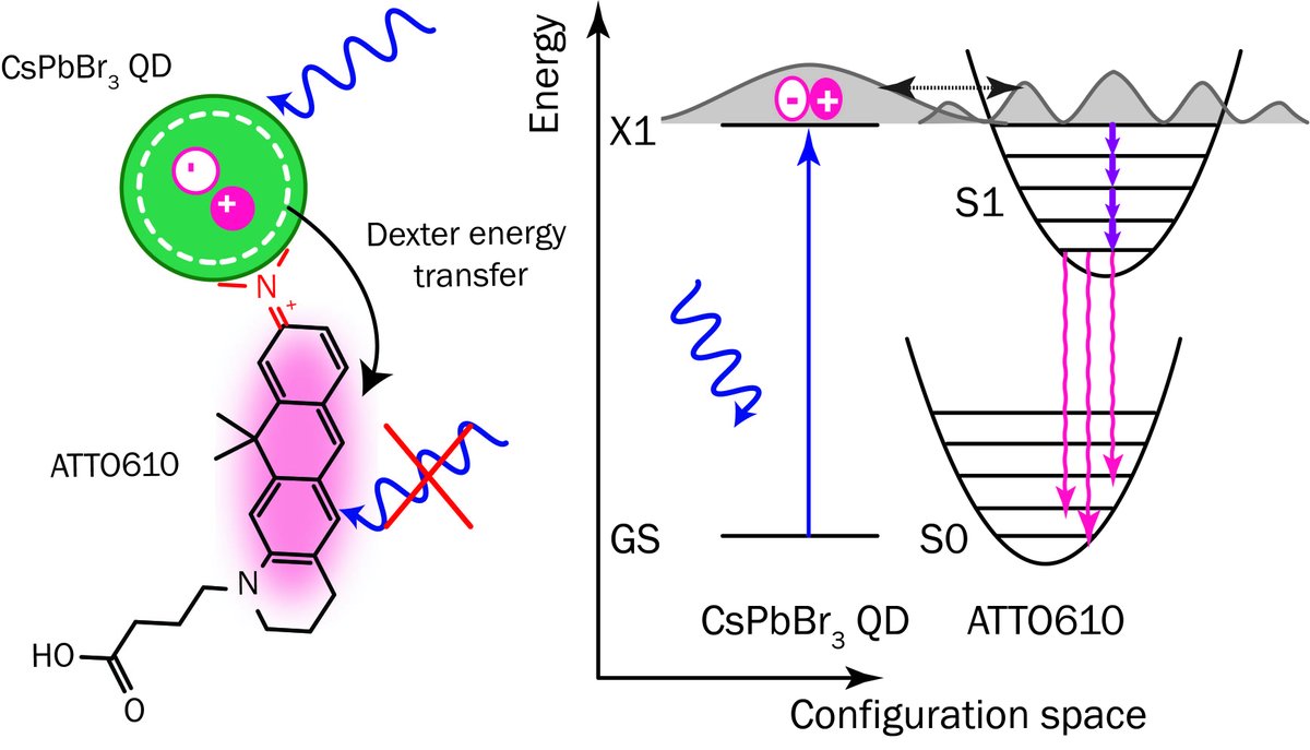 Quinten Akkerman (@q_akkerman) on Twitter photo Does energy transfer from quantum dots to dye molecules require FRET (and therefor spectral overlap)? No, not when using very closely-bound dye molecules with efficient Dexter energy transfer!
Read all about it <a href="/angew_chem/">Angewandte Chemie</a> : doi.org/10.1002/anie.2…
With <a href="/ivaninfante76/">Ivan Infante</a> Does energy transfer from quantum dots to dye molecules require FRET (and therefor spectral overlap)? No, not when using very closely-bound dye molecules with efficient Dexter energy transfer!
Read all about it <a href="/angew_chem/">Angewandte Chemie</a> : doi.org/10.1002/anie.2…
With <a href="/ivaninfante76/">Ivan Infante</a>