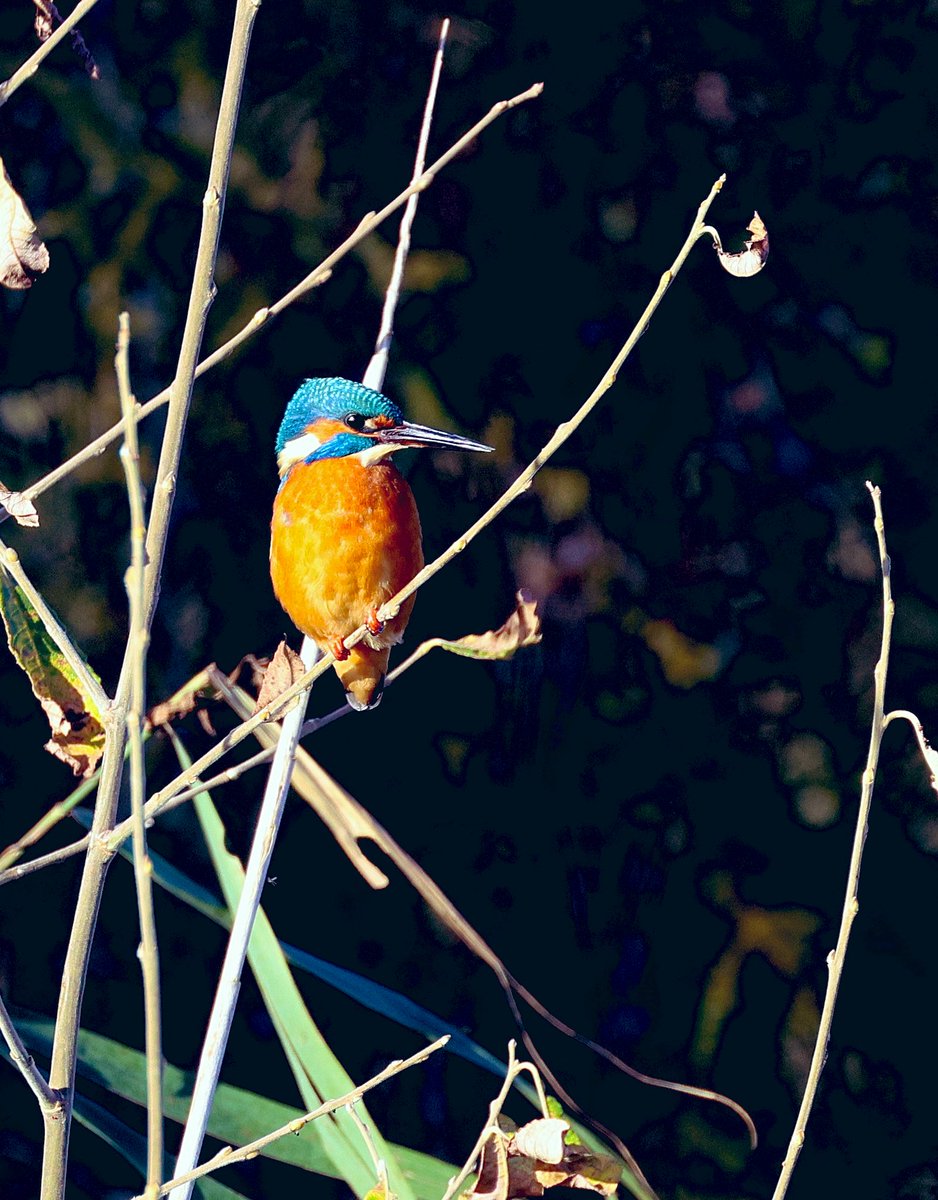 Saw the Kingfisher in the area adjacent to steps last time I visited RSPB Rye Meads, so waited a while and was lucky to see it there again. <a href="/RSPBRyeMeads/">RSPB Rye Meads</a> #hertsbirds <a href="/Natures_Voice/">RSPB</a>
