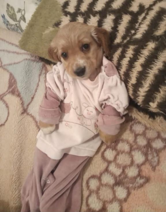 pcocksol's tweet photo. @Dior100x what's your take on Cocker in pajamas? https://t.co/NQLSiIWSAc