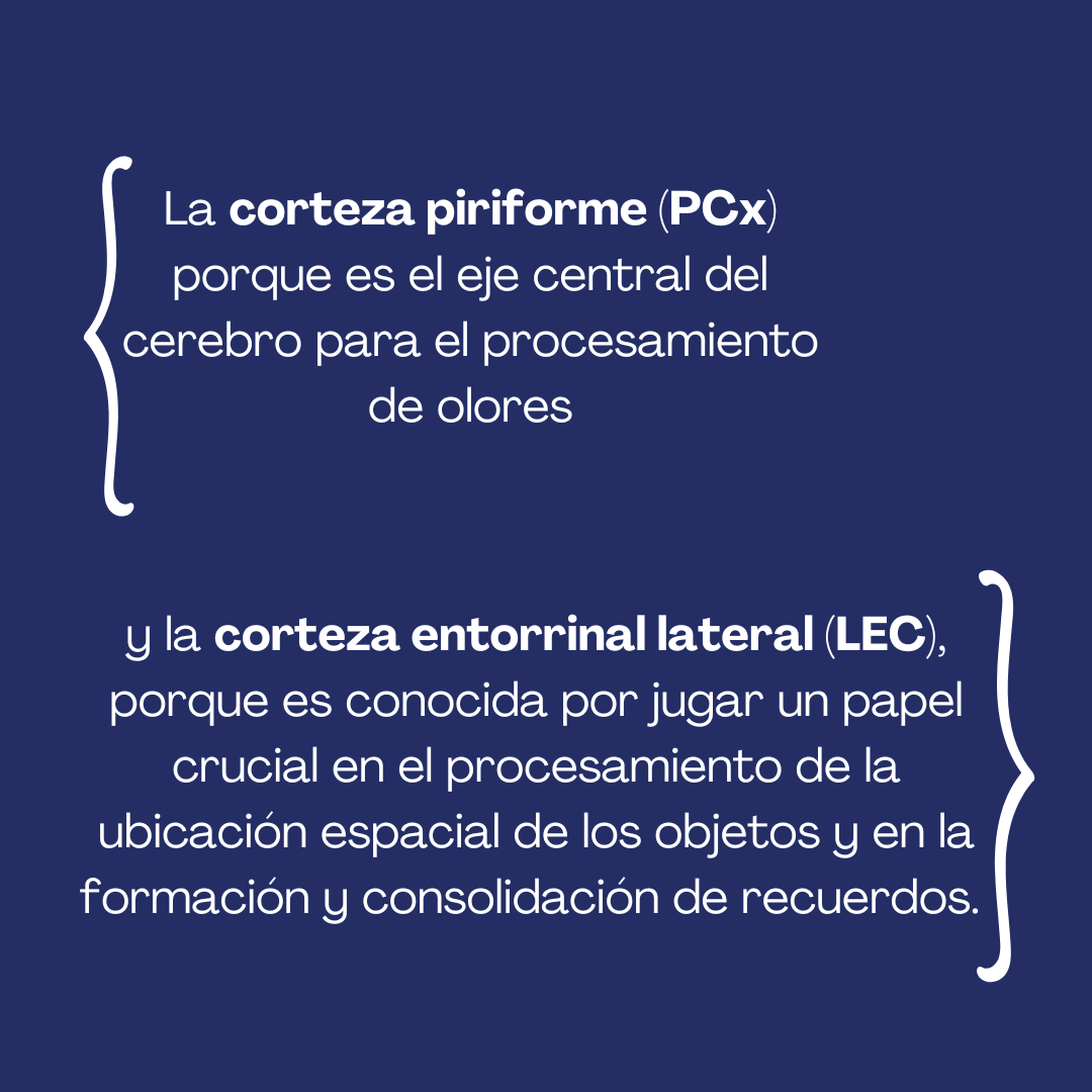 Instituto de Investigación en Biomedicina de BsAs (@ibioba_mpsp) on Twitter photo 🤔 Un reciente estudio del grupo Circuitos neuronales, liderado por <a href="/amarinburgin/">Antonia Marin Burgin</a> junto a <a href="/OPedroncini/">Olivia Pedroncini</a> y <a href="/NoelFederman/">Noel Federman</a>, publicado en la revista <a href="/PNASNews/">PNASNews</a>, revela cómo nuestro cerebro logra conectar aromas a contextos y lugares. 🤔 Un reciente estudio del grupo Circuitos neuronales, liderado por <a href="/amarinburgin/">Antonia Marin Burgin</a> junto a <a href="/OPedroncini/">Olivia Pedroncini</a> y <a href="/NoelFederman/">Noel Federman</a>, publicado en la revista <a href="/PNASNews/">PNASNews</a>, revela cómo nuestro cerebro logra conectar aromas a contextos y lugares.