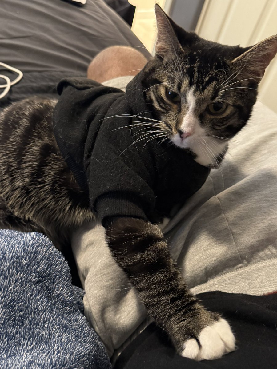 Mr_cxtie's tweet photo. Where the fine cat dad’s at?? https://t.co/KHC4Ml0UB0