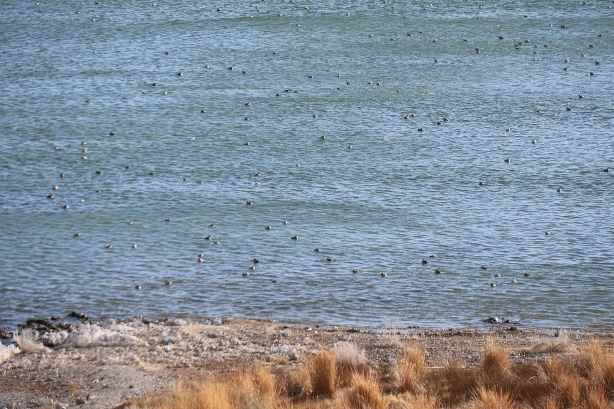 It is ferociously windy at #MonoLake today, ahead of a winter storm. If you are an Eared Grebe where do you go on a windy day? Many of them were huddled at the very western edge of the lake this morning for as much shelter as they could get. 📷 by Geoff McQuilkin