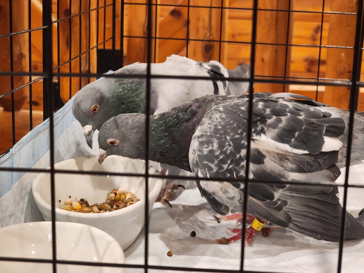 not going anywhere but I made toys bsky.app/profile/sancto…