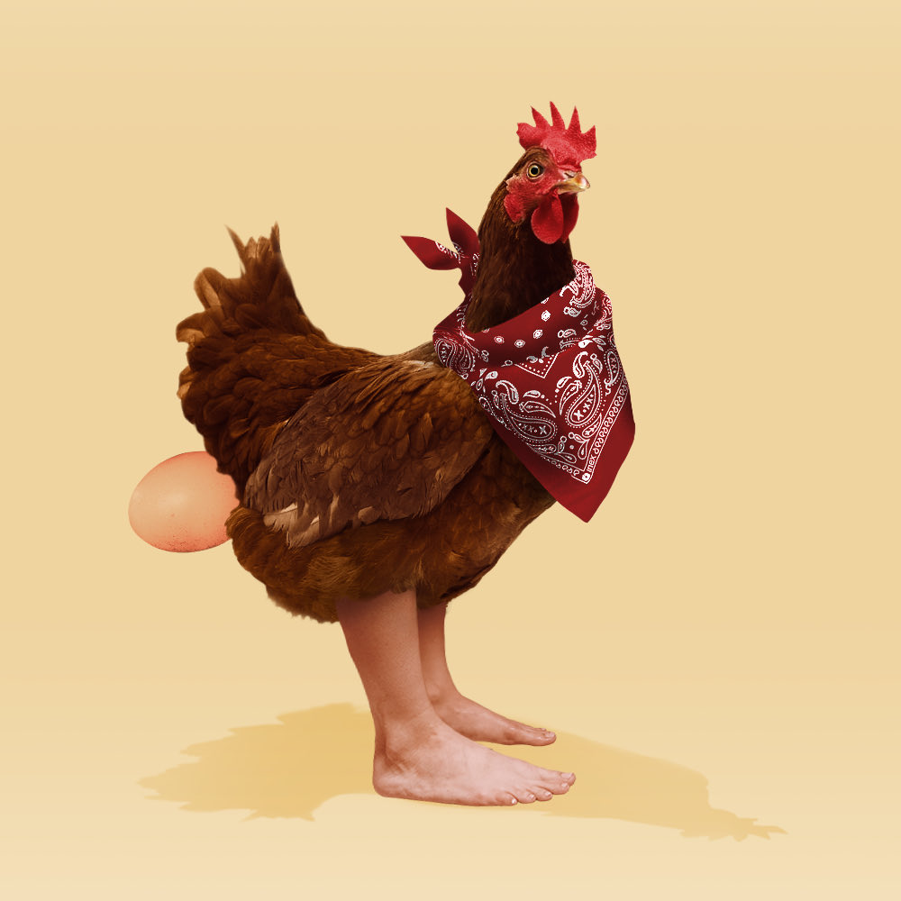 Couple of equips on this bad boy my god…. Wen? S🥚🥚N
Feel the wrath of the real feet! 

⁦<a href="/chikn_nft/">Chikn 🔺</a>⁩ 
#coqfight