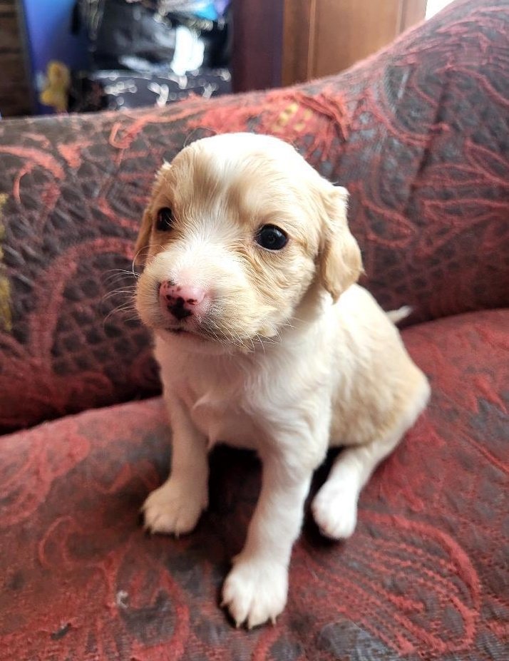 AnimalParaíso tweet media