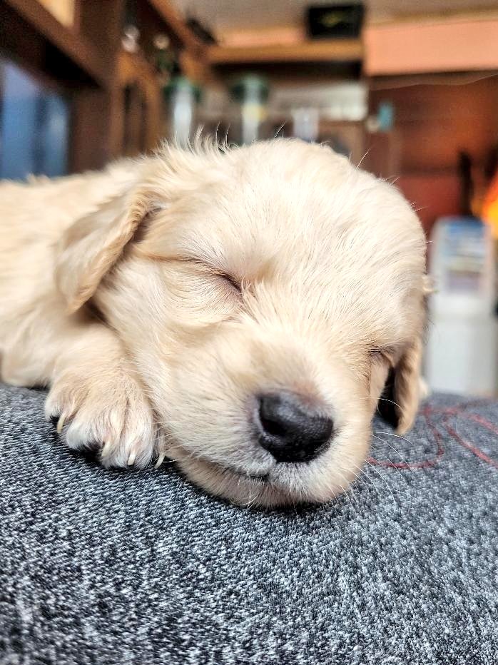 AnimalParaíso tweet media