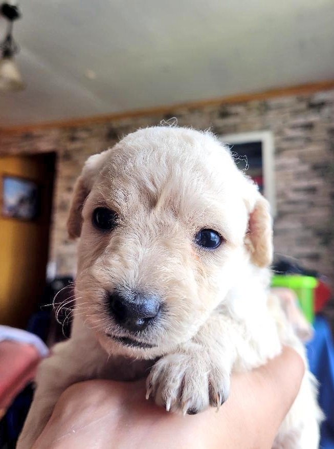 Lindos y amorosos pequeños en adopción, son dos machos y uno hembras.

Interesados favor contactar directamente al WhatsApp 964378158. #Valpo #Viña