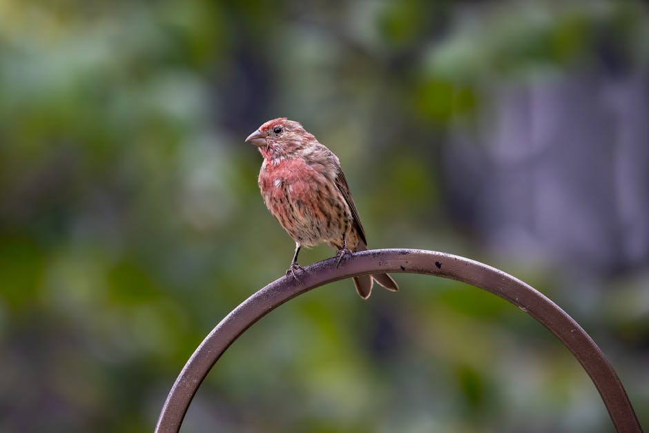 AngelinaBloom_'s tweet photo. Pretty house finches! 🐦 https://t.co/hWPipP5VDl