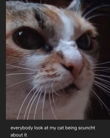 CATBRAINCELL's tweet photo. scuncht about it https://t.co/rasnTU9MJJ