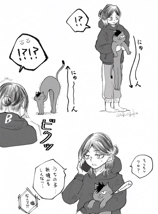 猫チァン初飼いコヅ 