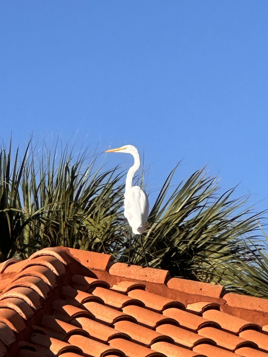 Deb Lawlor (she/her) tweet media