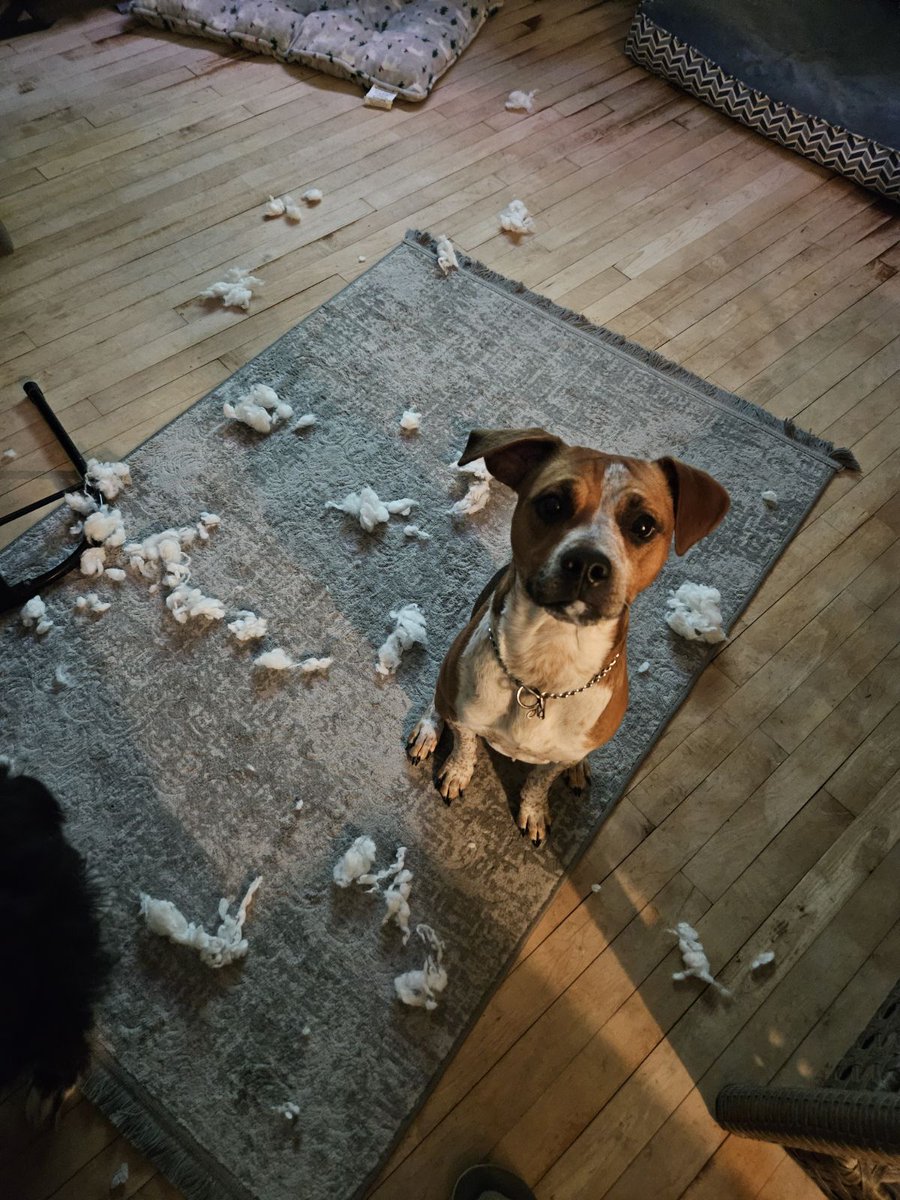 Louie is intentional.
