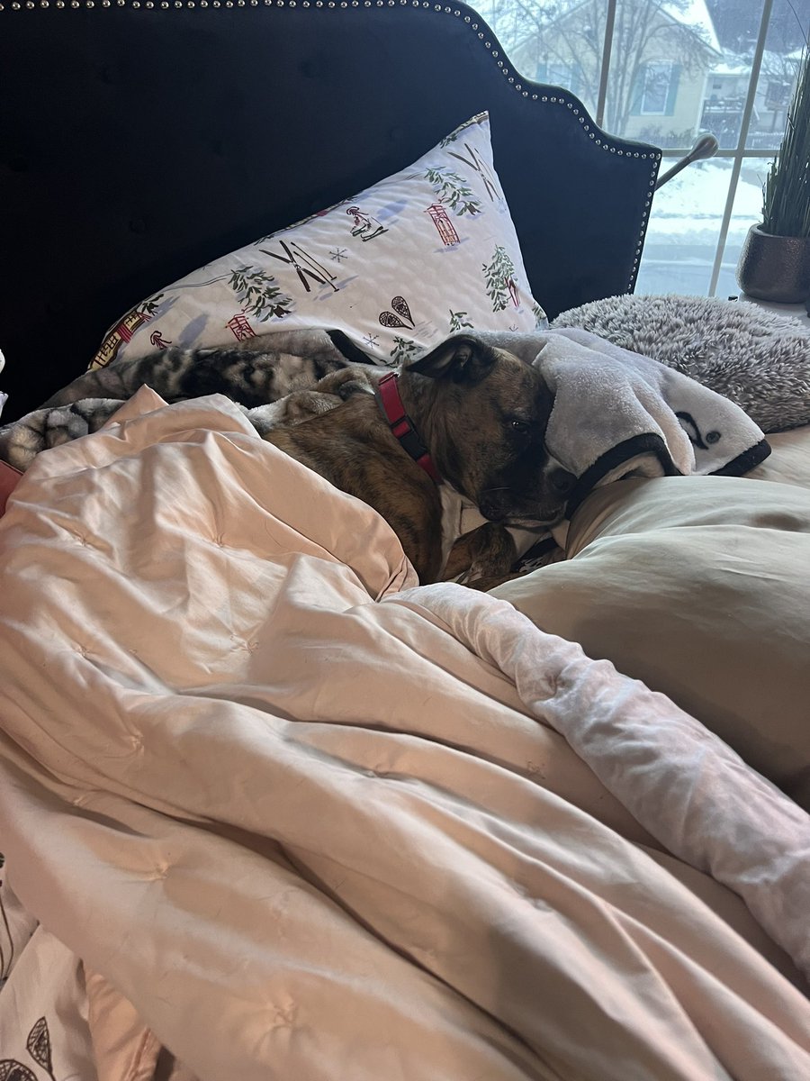 Nickyraeann's tweet photo. @JoJoFromJerz Zenny Henny Penny  after a stressful day of barking at squirrels in the yard https://t.co/7ZJXjs7PSB